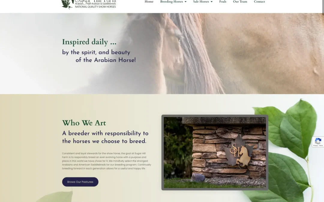 Sugar Hill Arabians